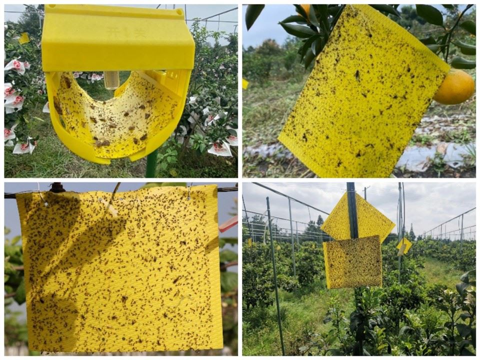 Yellow Insect Sticky Traps manufacturers